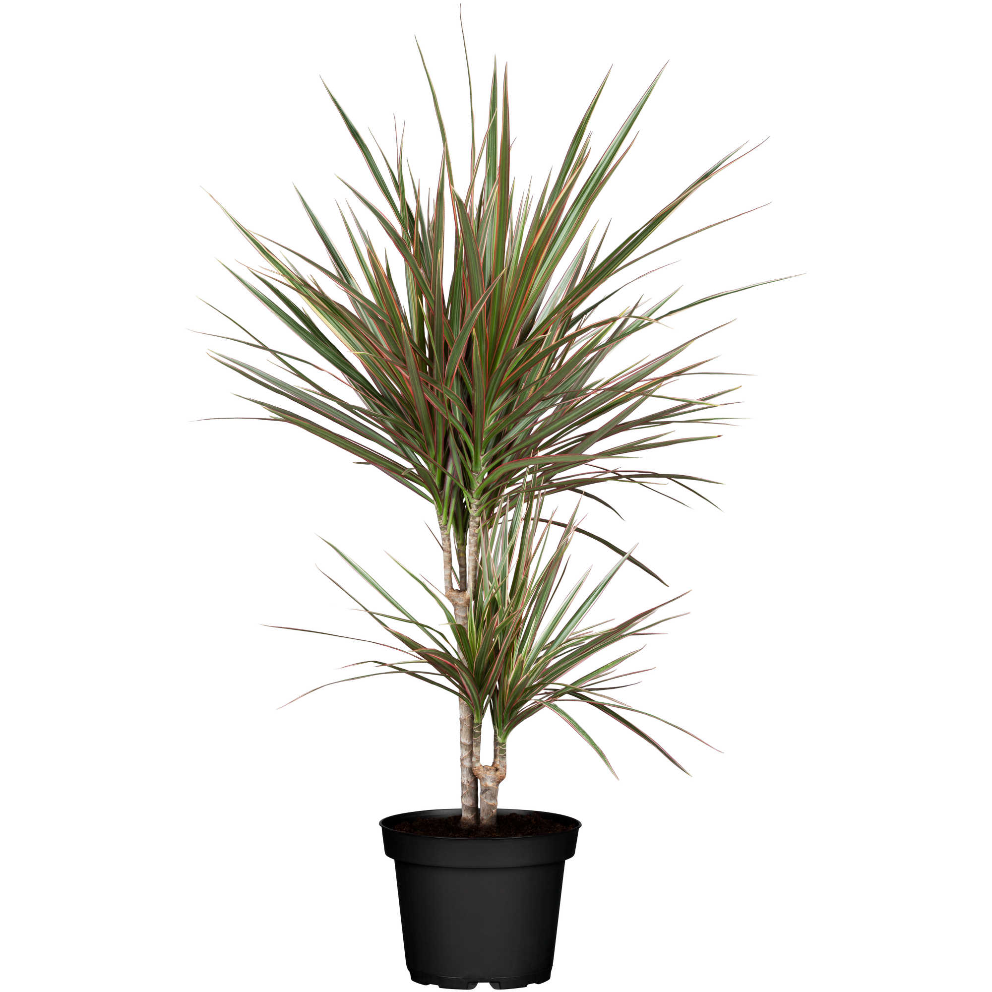 Grünpflanzen 60 cm verschiedene Sorten, 17 cm Topf