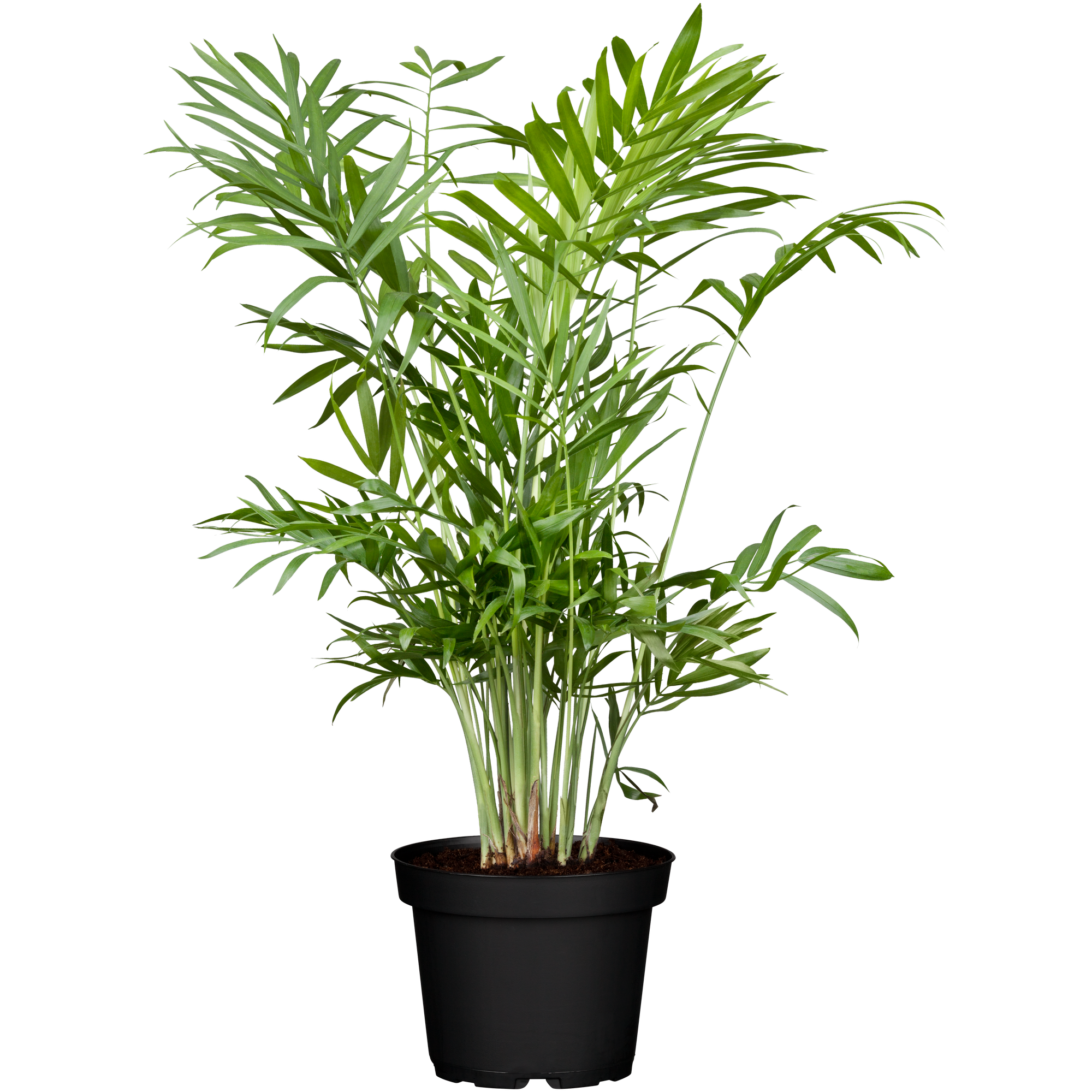 Grünpflanzen 60 cm verschiedene Sorten, 17 cm Topf