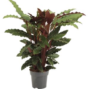 Grünpflanzen 60 cm verschiedene Sorten, 17 cm Topf
