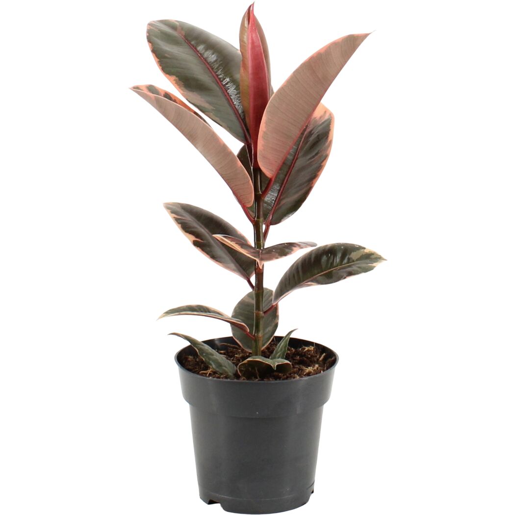 Grünpflanzen 60 cm verschiedene Sorten, 17 cm Topf