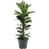 Grünpflanzen 60 cm verschiedene Sorten, 17 cm Topf