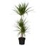 Grünpflanzen verschiedene Sorten 24 cm Topf