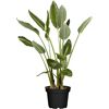 Grünpflanzen verschiedene Sorten 24 cm Topf