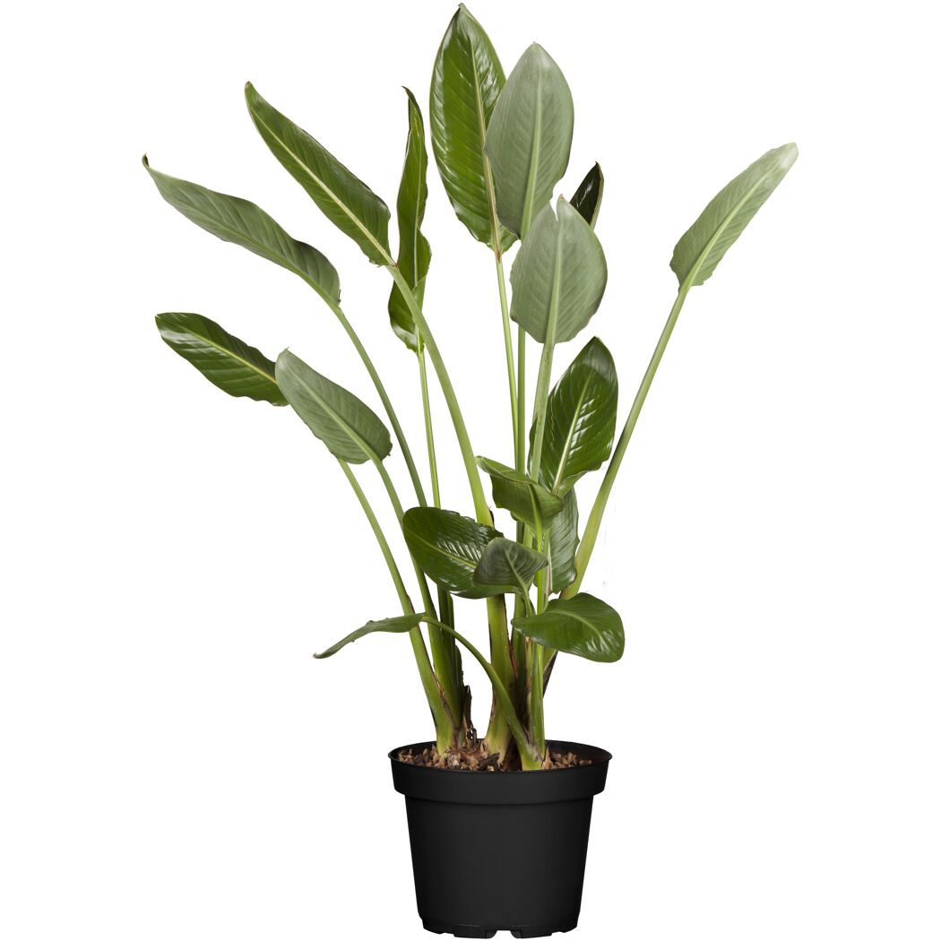 Grünpflanzen verschiedene Sorten 24 cm Topf