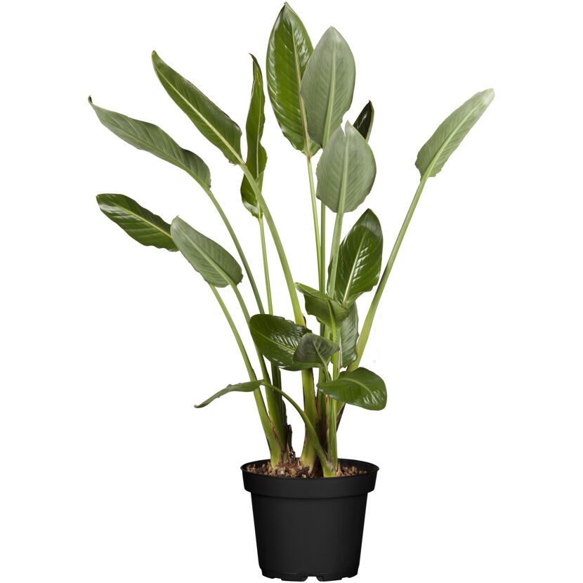 Grünpflanzen verschiedene Sorten 24 cm Topf