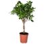 Ficus Moclame Pflanze im Topf