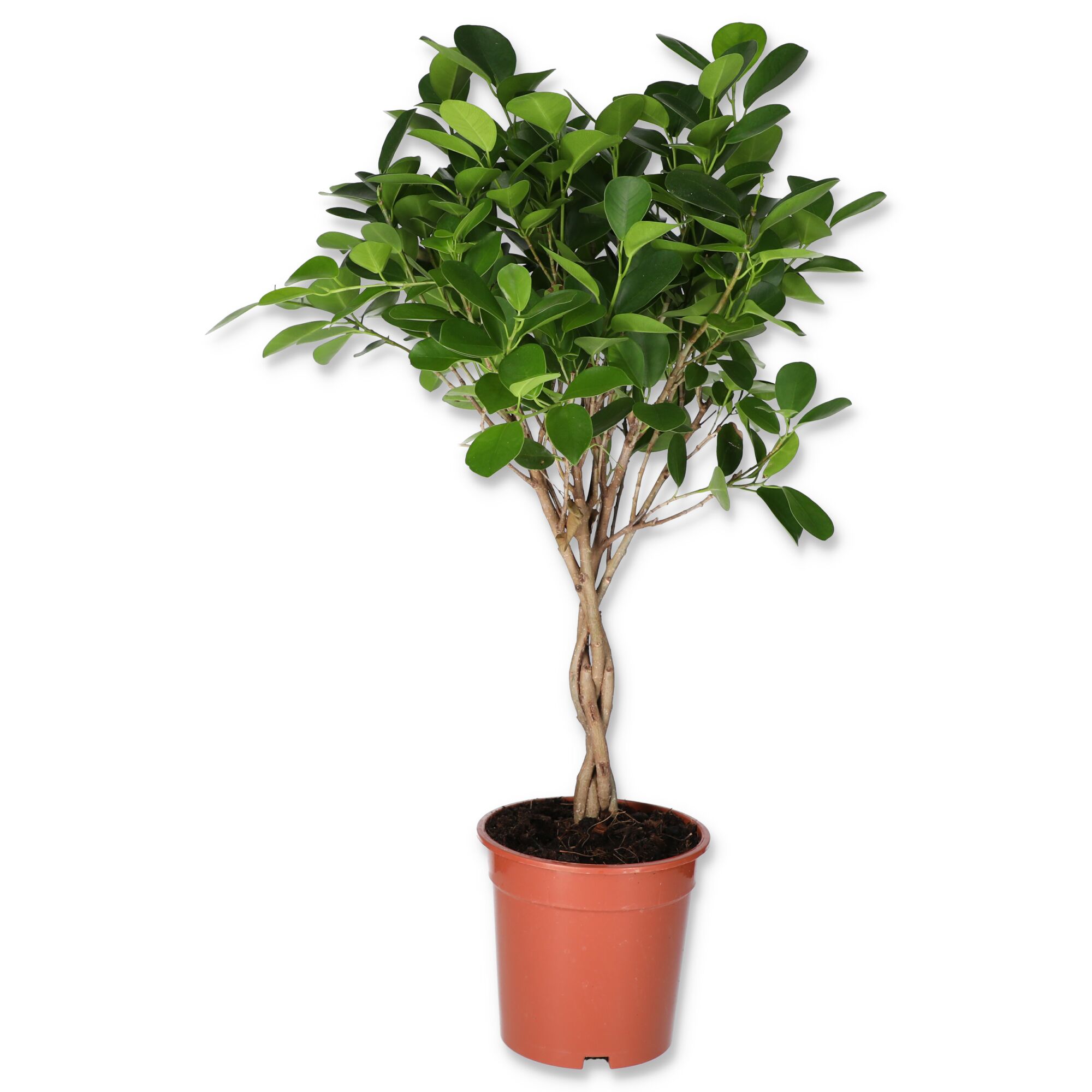 Ficus Moclame Pflanze im Topf