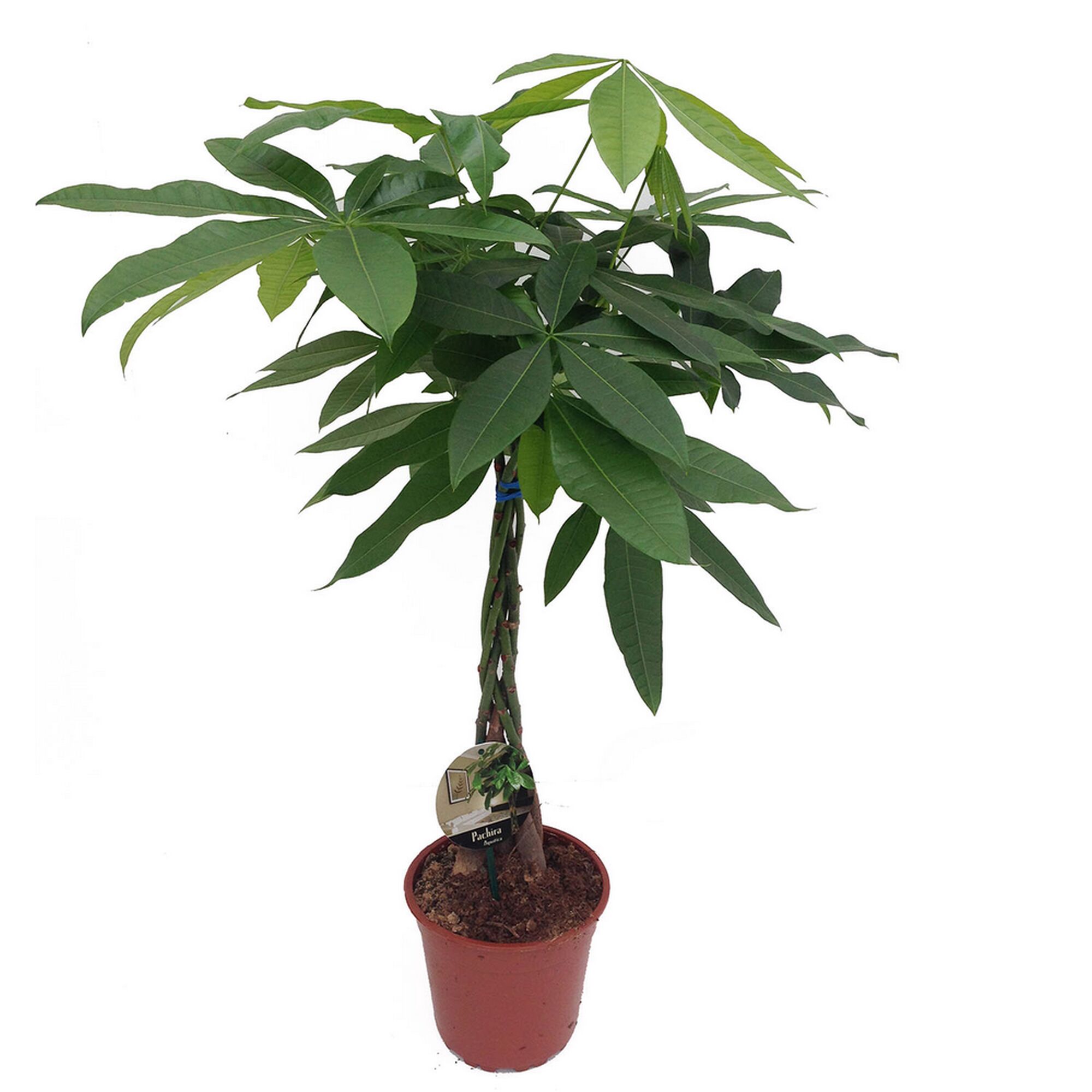 Pachira Aquatica im Topf