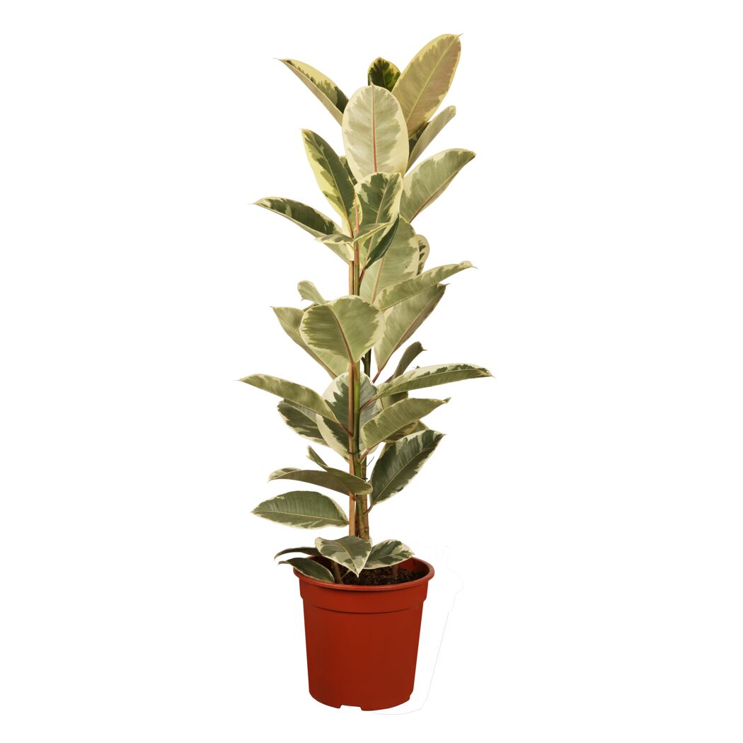Ficus benjamina im Topf