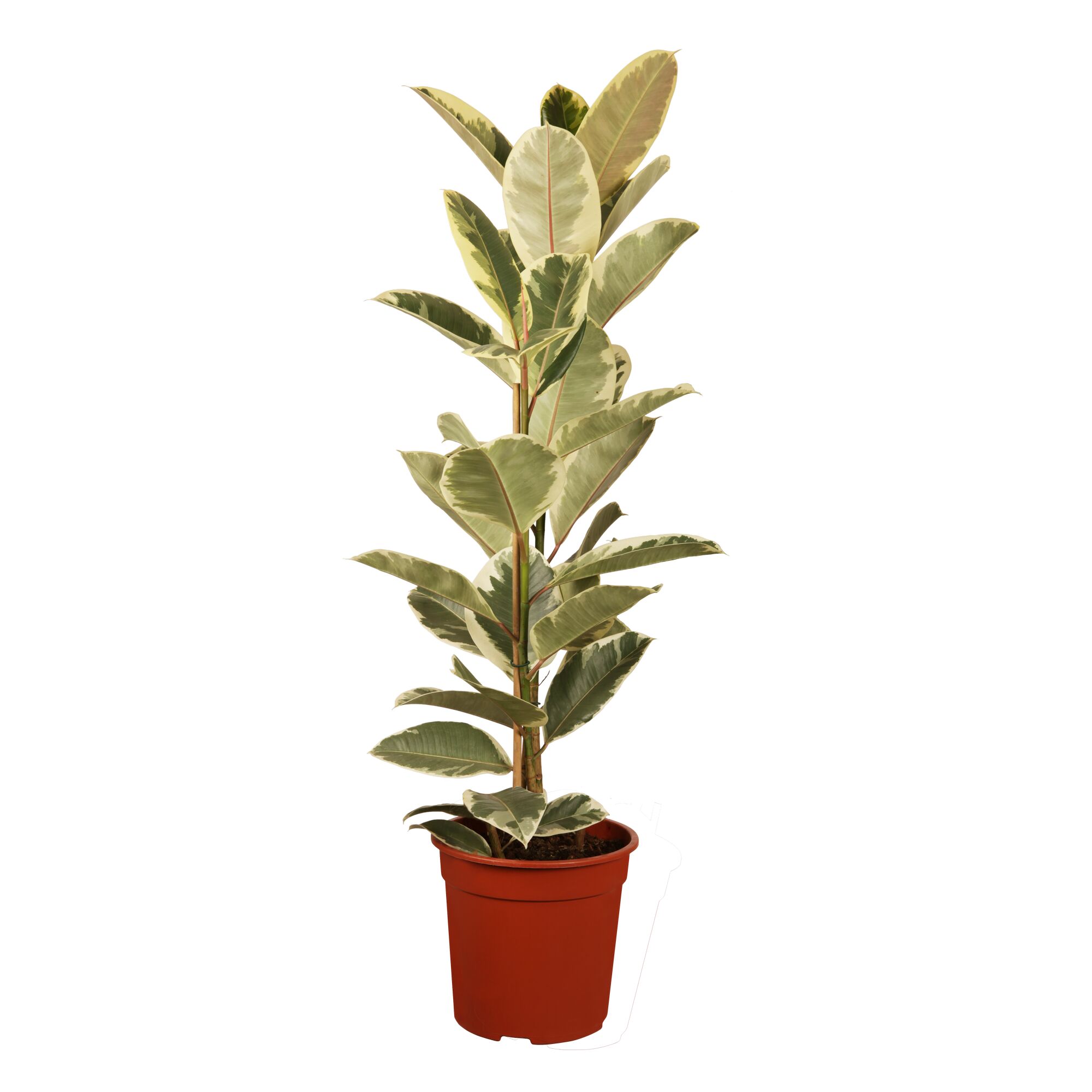 Ficus benjamina im Topf