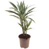 Drachenbaum Warneckii im Topf