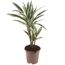 Drachenbaum Warneckii im Topf