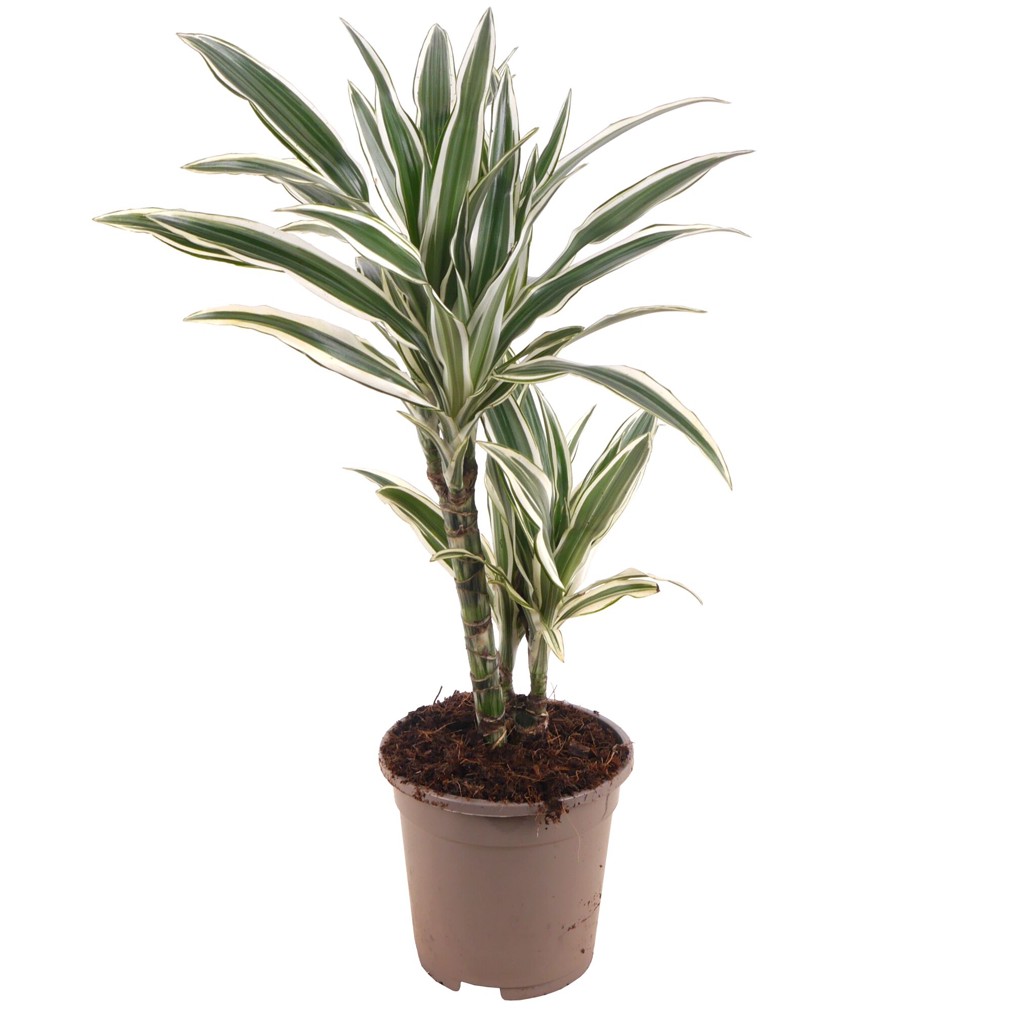 Drachenbaum Warneckii im Topf