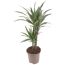Drachenbaum Warneckii im Topf