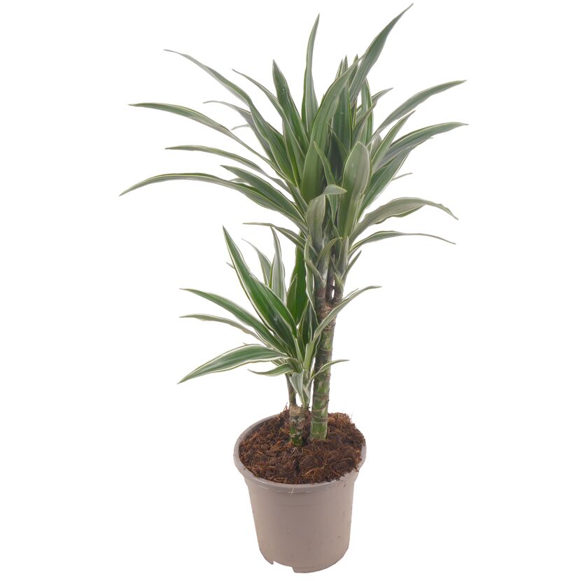 Drachenbaum Warneckii im Topf