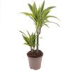 Drachenbaum Warneckii im Topf