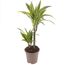 Drachenbaum Warneckii im Topf
