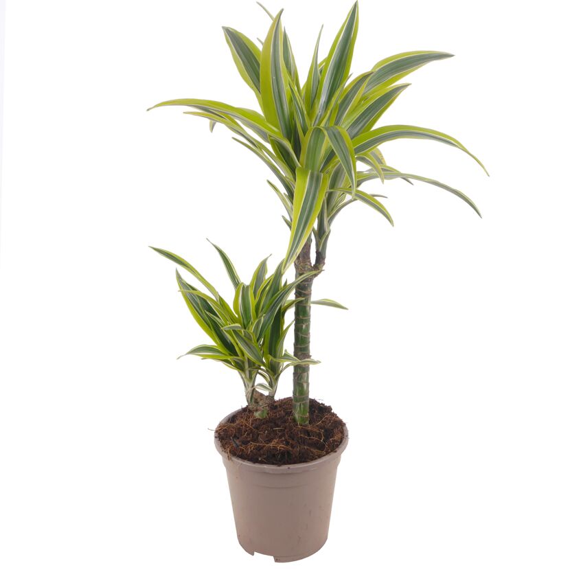 Drachenbaum Warneckii im Topf