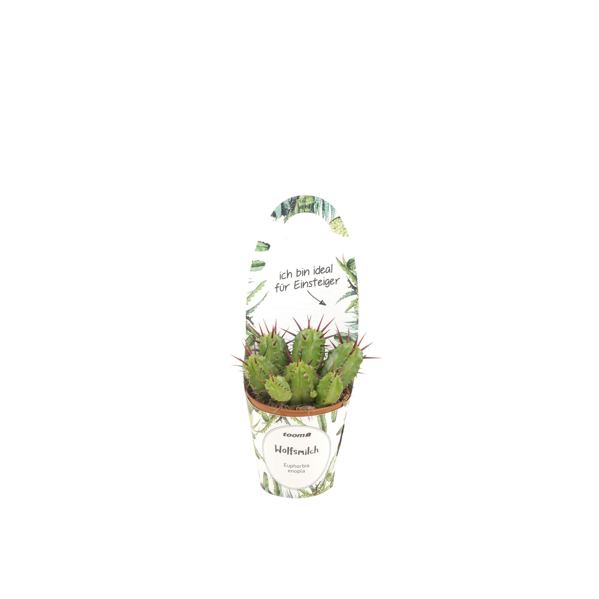 Wolfsmilch Euphorbia enopla im Topf