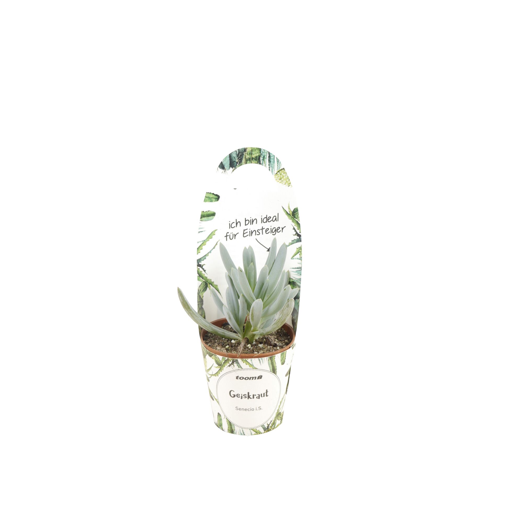 Senecio i.S. Sukkulente im Topf
