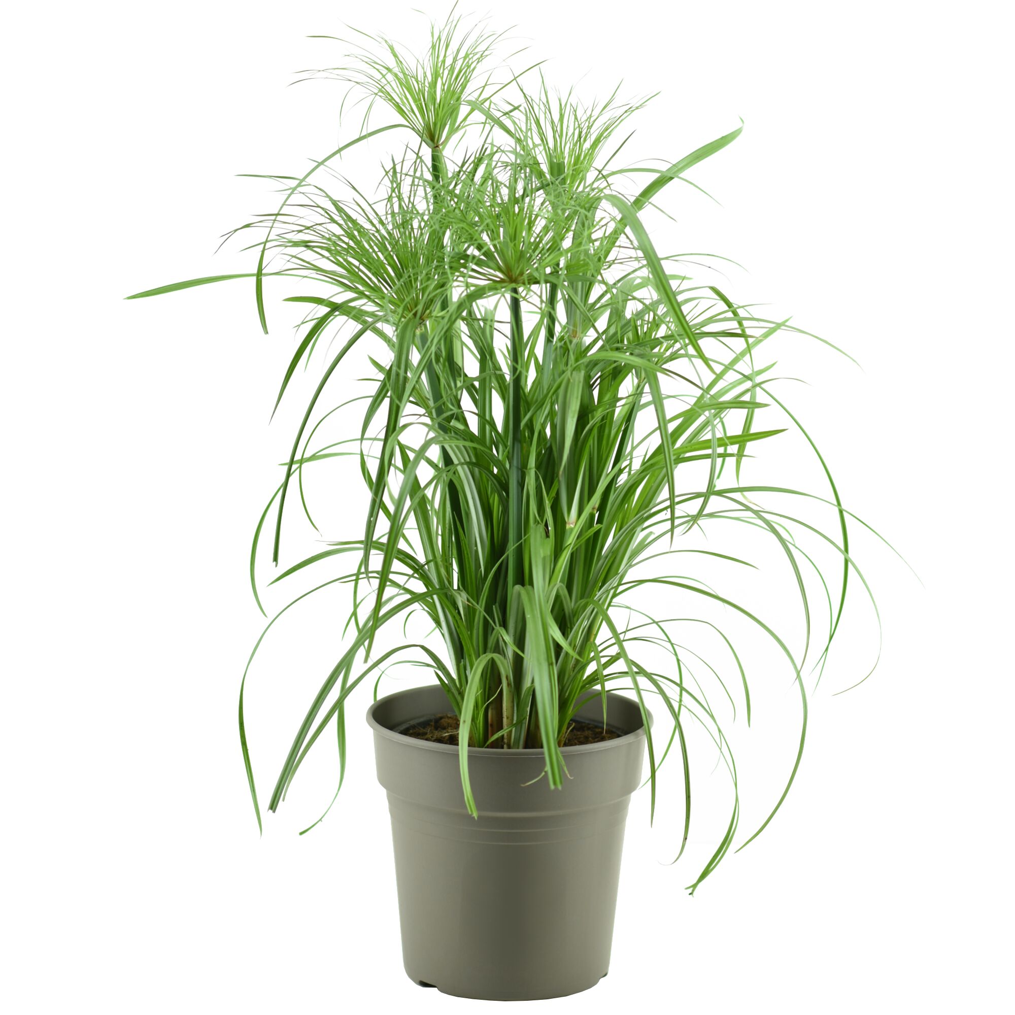 Zyperngras 'Nofretete' im Topf