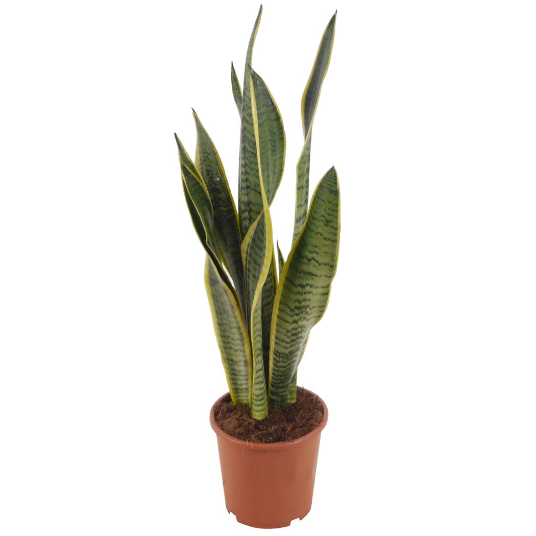 Sansevieria Laurentii in einem braunen Topf