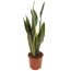 Sansevieria Laurentii in einem braunen Topf