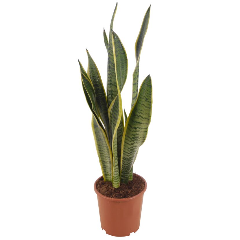 Sansevieria Laurentii in einem braunen Topf