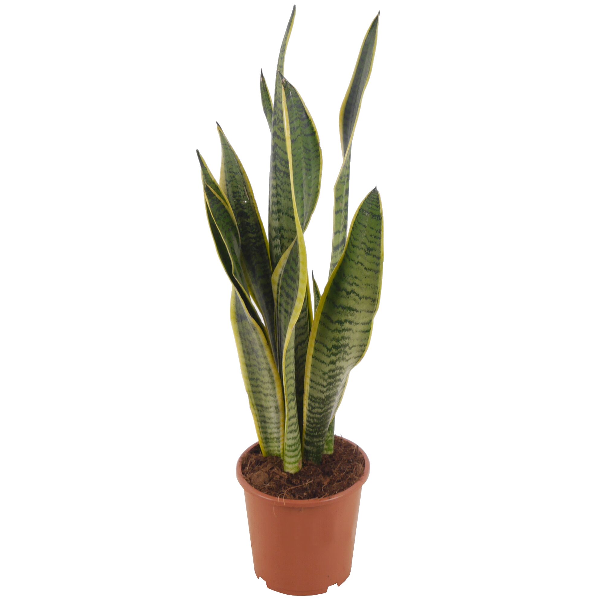 Sansevieria Laurentii in einem braunen Topf