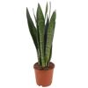 Sansevieria Laurentii in einem Topf