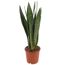 Sansevieria Laurentii in einem Topf