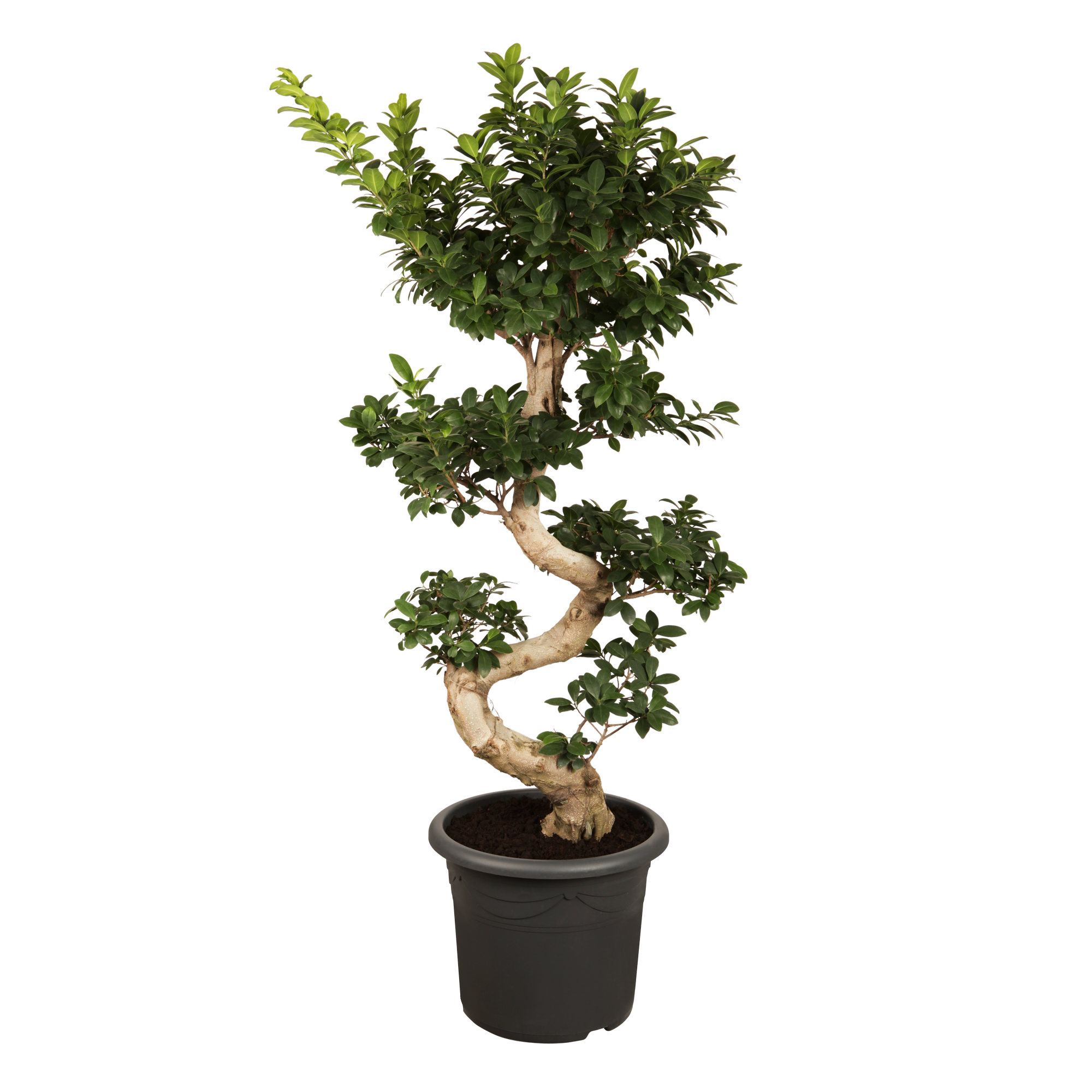 Zimmerbonsai Ficus 'Ginseng' S-Form 25 cm Topf + product video