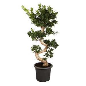 Zimmerbonsai Ficus 'Ginseng' S-Form 25 cm Topf