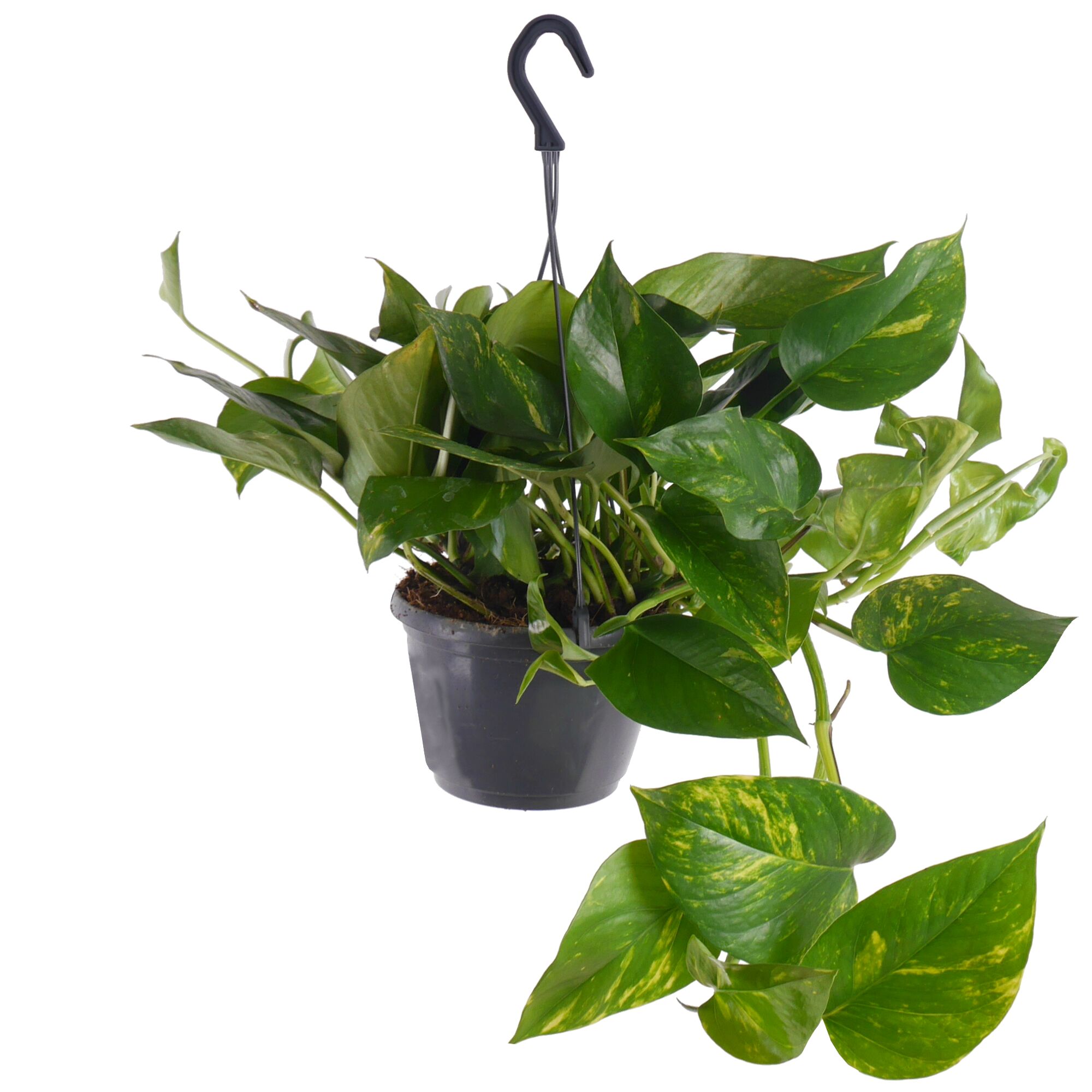 Efeutute im grauen Topf