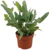 Phlebodium Blue Star, ganze Pflanze im Topf