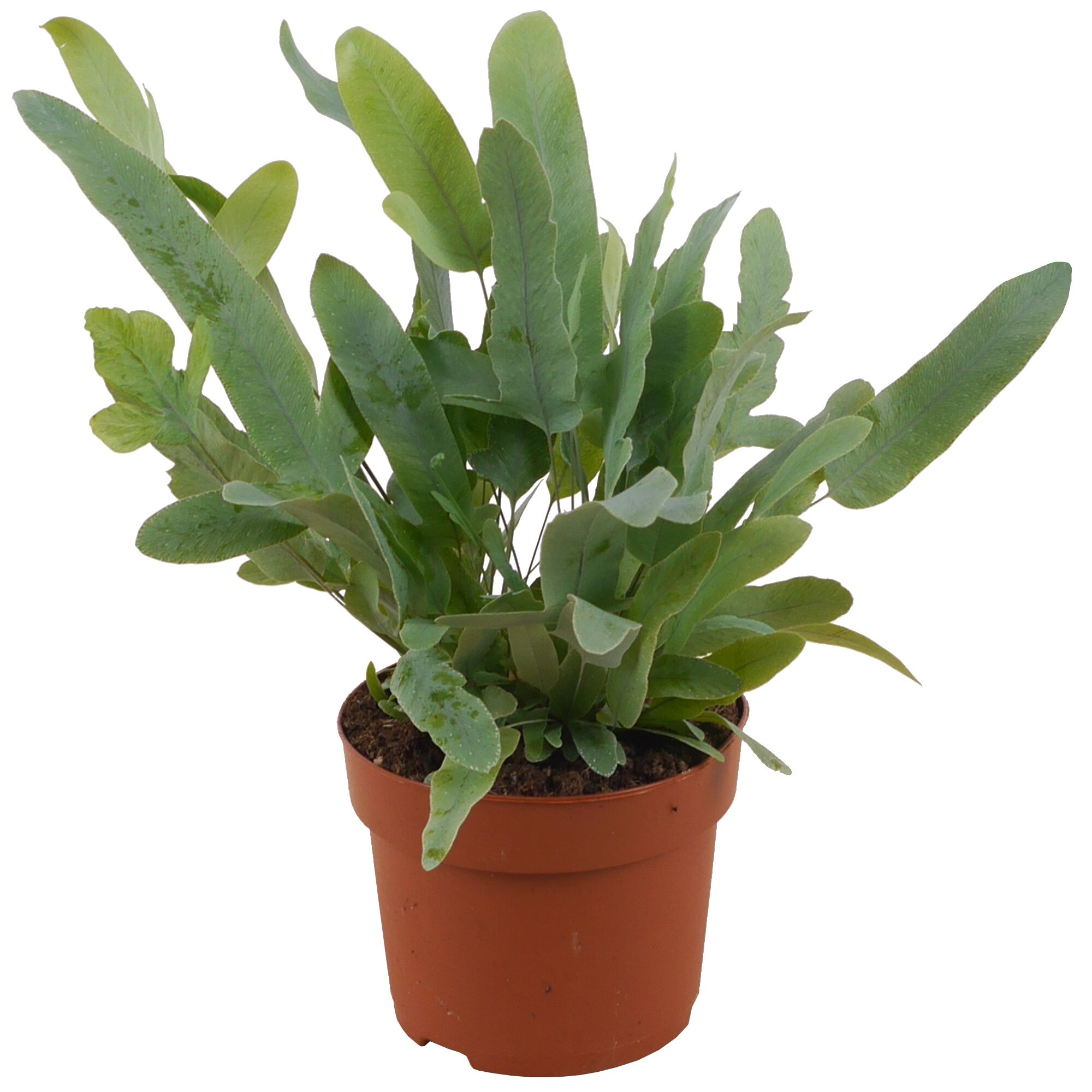 Phlebodium Blue Star, ganze Pflanze im Topf