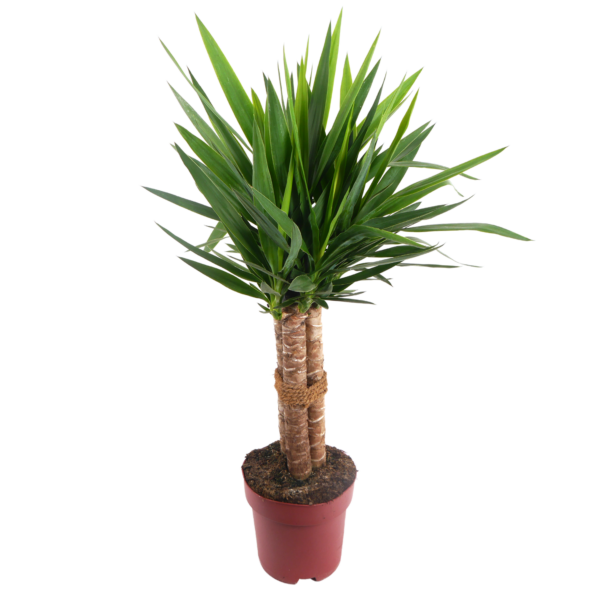 Elefantenfuß 'Maya Palm' 23 cm Topf