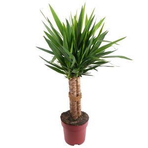 Elefantenfuß 'Maya Palm' 23 cm Topf