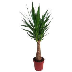 Yucca 'Maya Tree' dicker Stamm 23 cm Topf