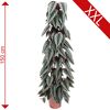 Cissus Discolor, 150 cm hoch