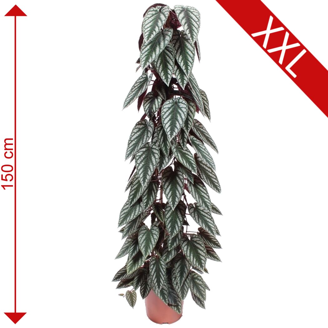 Cissus Discolor, 150 cm hoch