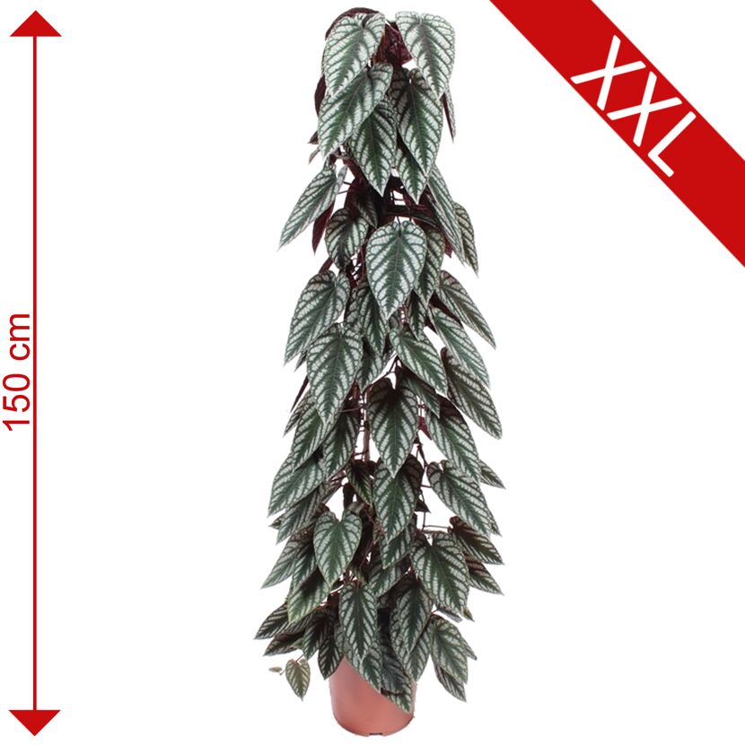 Cissus Discolor, 150 cm hoch