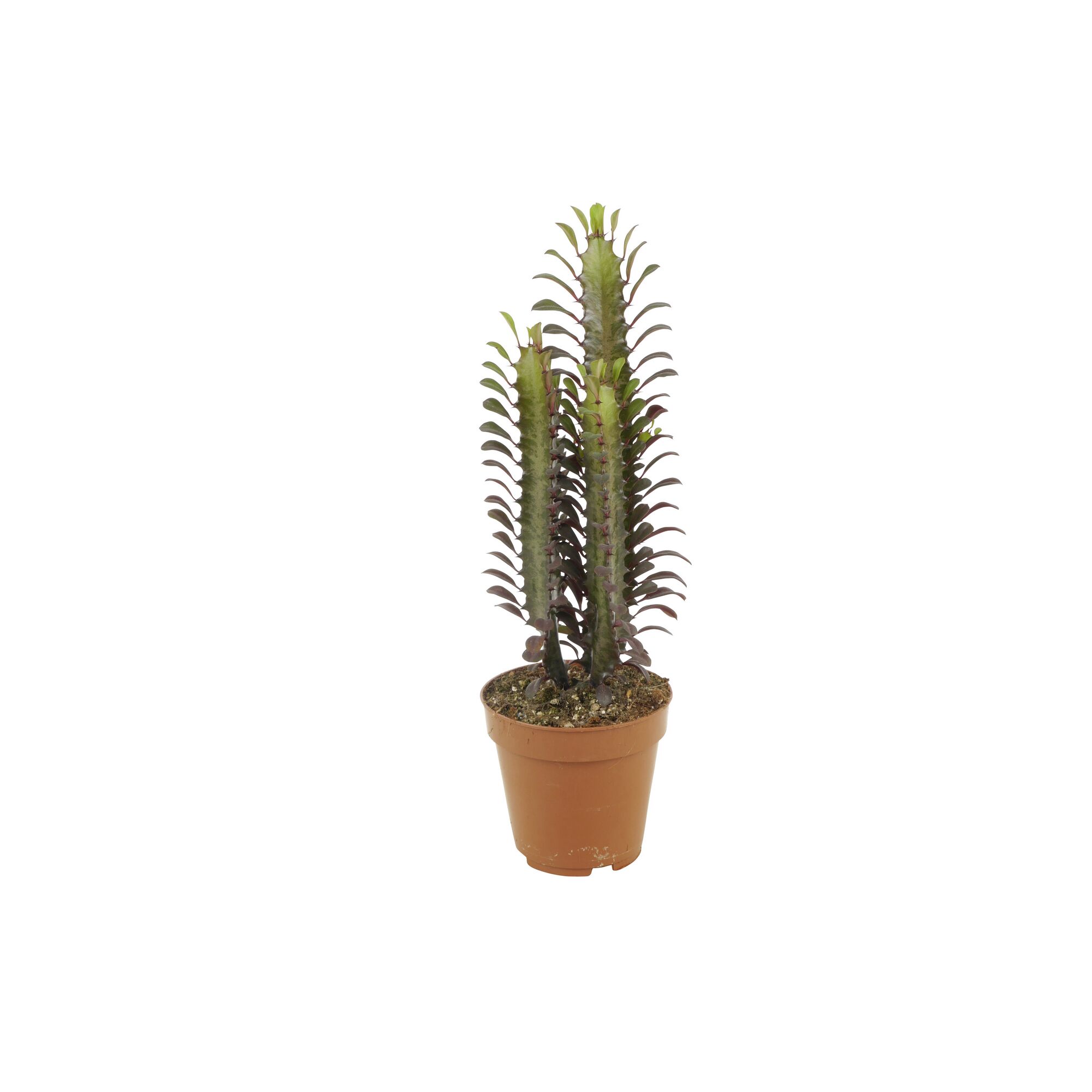 Euphorbia trigona rubra im Topf