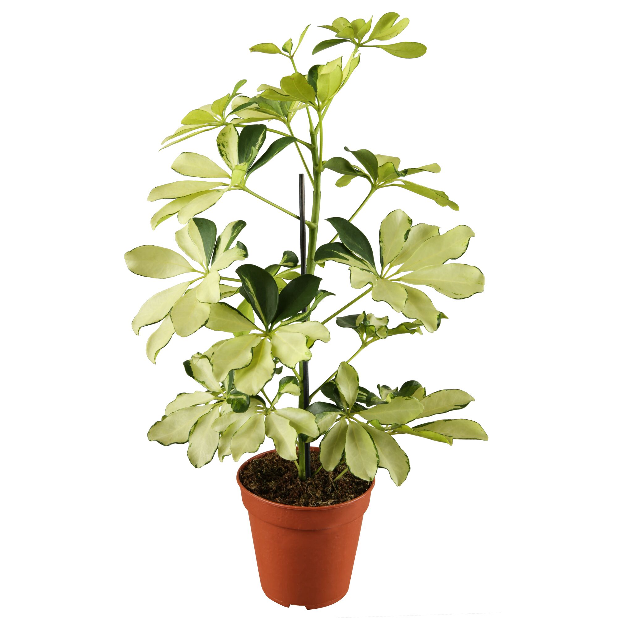 Schefflera Melanie Strahlenaralie in braunem Topf