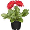hauptbild