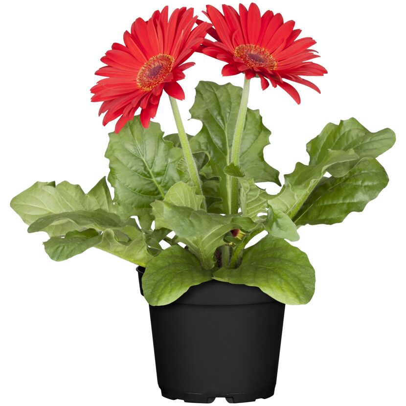 Zwei rote Gerbera in einem Topf