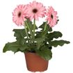 hauptbild