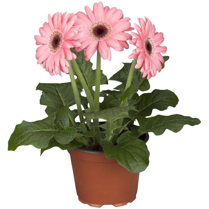 Drei rosa Gerbera-Blüten in einem Topf