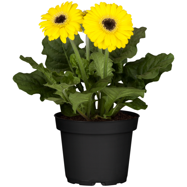 Bild von Gerbera gelb, 12 cm Topf