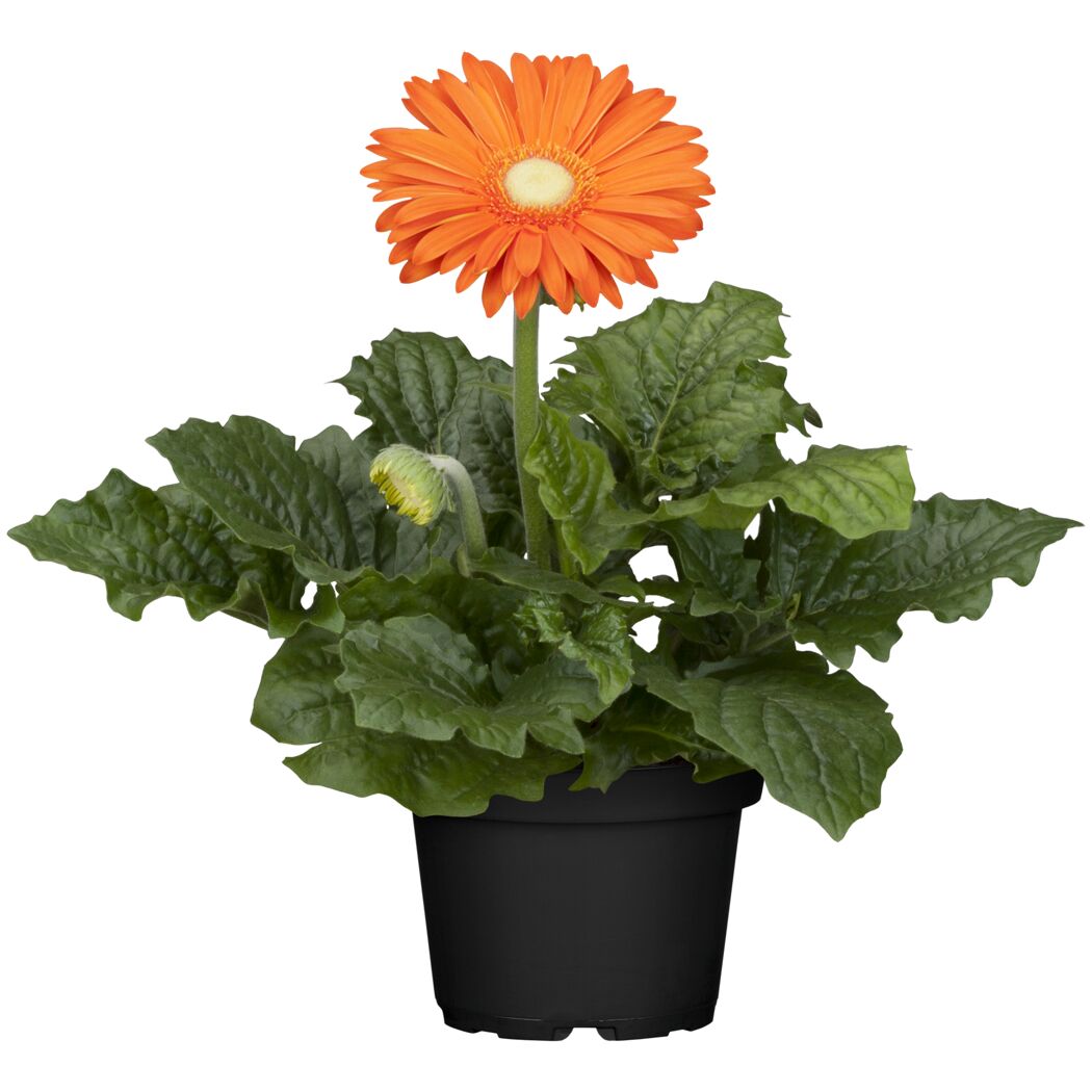 Orange Gerbera im Topf